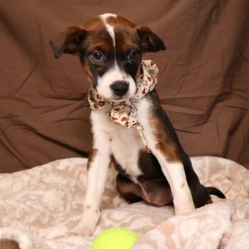 Hazelnut -  Mixed Breed Dog for Adoption in Saint Charles, Missouri - Hazelnut | PetCurious
