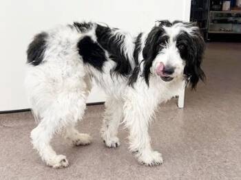 Poodle Dogs Available for Adoption in Brentwood, Missouri - SUNNY | PetCurious