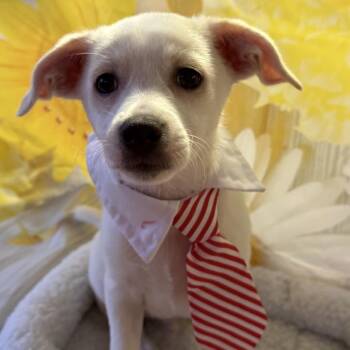 Kobus Magnolia 22202 -  Jack Russell Terrier and Mixed Breed Dog for Adoption in Cumming, Georgia - Kobus Magnolia 22202 | PetCurious