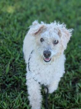 Sparky -  Poodle and Mixed Breed Dog for Adoption in Aiken, South Carolina - Sparky | PetCurious
