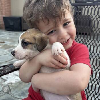 Foxhound Dogs Available for Adoption - Fawn | PetCurious