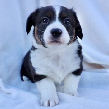 Australian Shepherd and Terrier Dogs Available for Adoption - Stephen | PetCurious