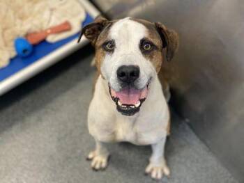 Rescue Pit Bull Terrier Dogs for Adoption in Eagle, Idaho - Beto **Courtesy Post. Out Of Town Pet. See Below For Details** | PetCurious