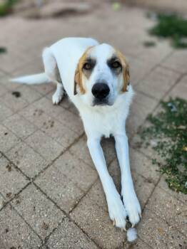 Big John -  Great Pyrenees Dog for Adoption in New London, Wisconsin - Big John | PetCurious