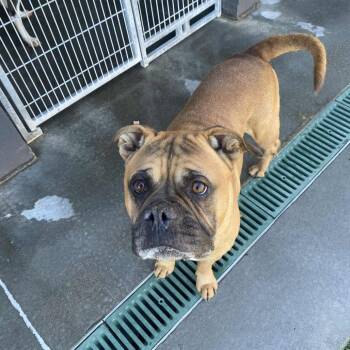 Rescue Boxer Dogs for Adoption in Hannibal, Missouri - Kurt | PetCurious