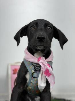 Savannah-One of our Amazing Rescue Dogs -  Black Labrador Retriever and Whippet Dog for Adoption in Carlsbad, California - Savannah-One Of Our Amazing Rescue Dogs | PetCurious