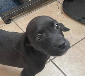 Catahoula Leopard Dog Dogs Available for Adoption - Holden Huzzah | PetCurious