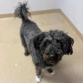 Poodle and Schnauzer Dogs Available for Adoption - QUINNY | PetCurious