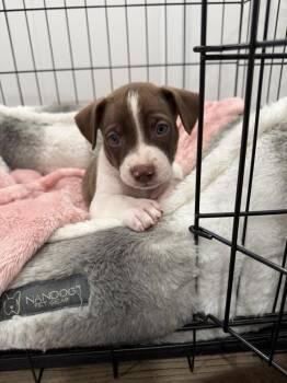 Dawson -  Spaniel and Terrier Dog for Adoption in Willingboro, New Jersey - Dawson | PetCurious