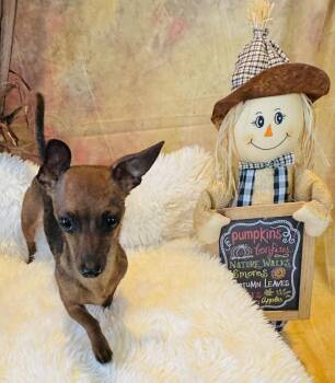 Rescue Dachshund and Chihuahua Dogs for Adoption in Richmond, Texas - Louisa | PetCurious