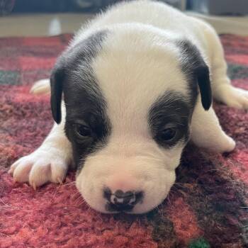Black Mouth Cur and Beagle Dogs Available for Adoption in Metamora, Michigan - Bubbles | PetCurious
