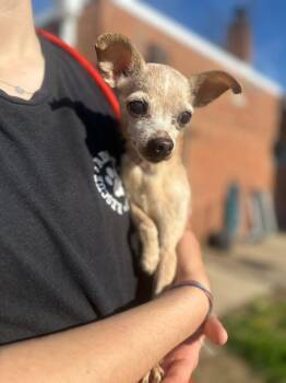 Chihuahua Dogs Available for Adoption in Myerstown, Pennsylvania - Chicca | PetCurious