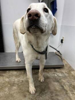 Kodiak -  Labrador Retriever Dog for Adoption in Osage Beach, Missouri - Kodiak | PetCurious