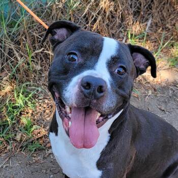 Sherman -  American Staffordshire Terrier and Pit Bull Terrier Dog for Adoption in Camp Pendleton North, California - Sherman | PetCurious