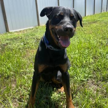 Maddox -  Rottweiler and Black Labrador Retriever Dog for Adoption in West Des Moines, Iowa - Maddox | PetCurious
