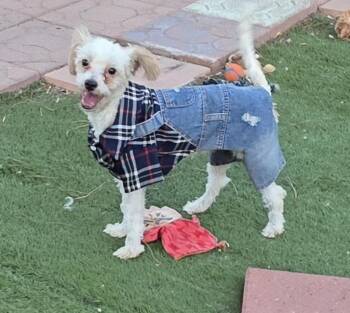 Rene -  Maltipoo Dog for Adoption in Fallbrook, California - Rene | PetCurious