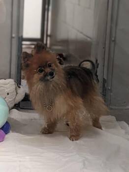 Nadi -  Pomeranian Dog for Adoption in Victoria, British Columbia - Nadi | PetCurious