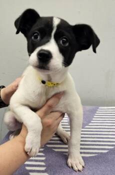Mixed Breed Dogs Available for Adoption in West Chester, Pennsylvania - Tata | PetCurious