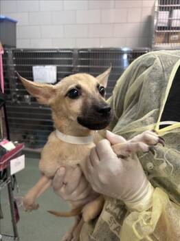 ROSA -  Mixed Breed Dog for Adoption in Santa Fe, New Mexico - ROSA | PetCurious