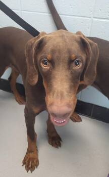 Ic-10 Leon -  Doberman Pinscher Dog for Adoption in Lawrenceville, Georgia - Ic-10 Leon | PetCurious