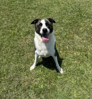 Jax -  Mixed Breed Dog Available for Adoption in Myrtle Beach, South Carolina - Jax | PetCurious