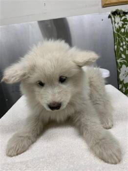 TIAMAT -  Alaskan Malamute Dog for Adoption in Fairbanks, Alaska - TIAMAT | PetCurious