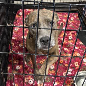 Duke -  Pit Bull Terrier Dog for Adoption in League City, Texas - Duke | PetCurious