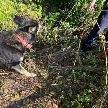 Pickles -  Husky and Shepherd Dog for Adoption in Greensboro, North Carolina - Pickles | PetCurious