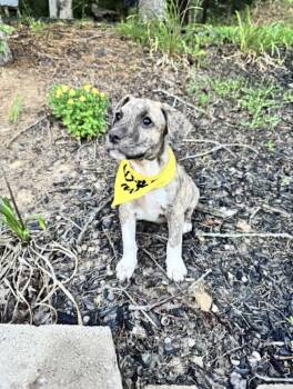 Milkshake Maria -  Boxer and Pit Bull Terrier Dog for Adoption in Watertown, Connecticut - Milkshake Maria | PetCurious