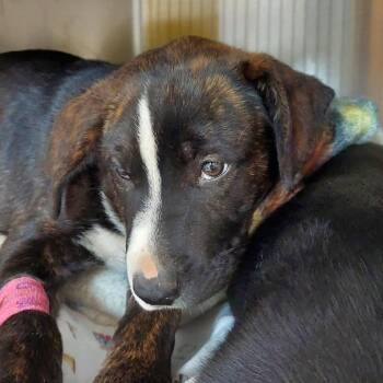 Jennifer Melfi -  Shepherd and Mixed Breed Dog for Adoption in Woodinville, Washington - Jennifer Melfi | PetCurious