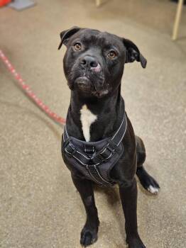 Pit Bull Terrier Dogs Available for Adoption - Loki | PetCurious