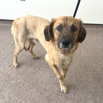 Sundee -  Golden Retriever and Mixed Breed Dog for Adoption in Brentwood, Missouri - Sundee | PetCurious
