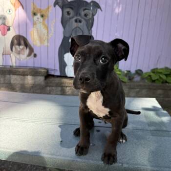 Nestle -  Pit Bull Terrier and Mixed Breed Dog for Adoption in Madison, Wisconsin - Nestle | PetCurious