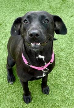 ADELAIDE -  Labrador Retriever and Mixed Breed Dog for Adoption in Sarasota, Florida - ADELAIDE | PetCurious
