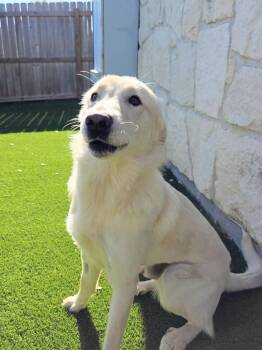 Rescue Labrador Retriever and Golden Retriever Dogs for Adoption - Jensen | PetCurious