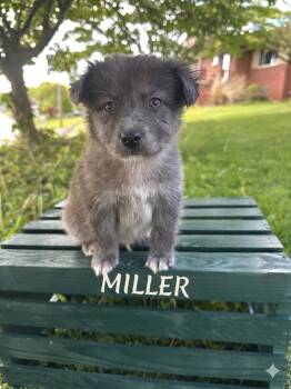 Australian Shepherd and Mixed Breed Dogs Available for Adoption in Irwin, Pennsylvania - Miller | PetCurious
