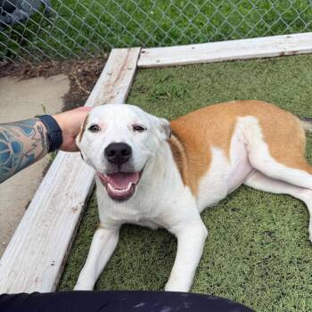 Tilley -  Pit Bull Terrier Dog for Adoption in Tulsa, Oklahoma - Tilley | PetCurious