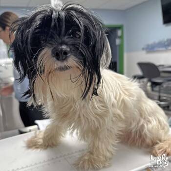 Harley -  Shih Tzu Dog for Adoption in Washington, District Of Columbia - Harley | PetCurious