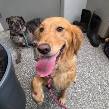 Molly -  Golden Retriever Dog for Adoption in Parkersburg, West Virginia - Molly | PetCurious