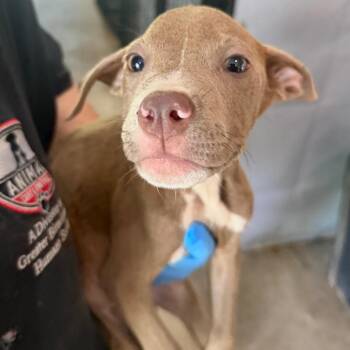 Georgia -  Pit Bull Terrier Dog for Adoption in Birmingham, Alabama - Georgia | PetCurious