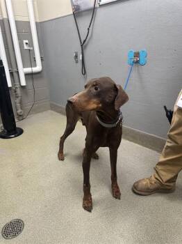 Rescue Doberman Pinscher Dogs for Adoption in Las Vegas, Nevada - GOJO | PetCurious