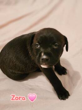 American Staffordshire Terrier Dogs Available for Adoption in Holly Springs, North Carolina - Zora- Stormie Litter | PetCurious