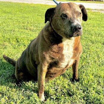 Darla Anne -  Mixed Breed Dog for Adoption in Warrensburg, Missouri - Darla Anne | PetCurious