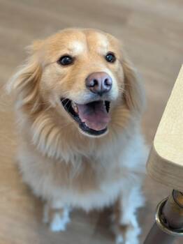 Biscuit - Your New Adventure Buddy -  Golden Retriever Dog for Adoption in Sugar Land, Texas - Biscuit - Your New Adventure Buddy | PetCurious