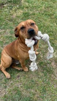 Ziggy -  Mixed Breed Dog Available for Adoption in Myrtle Beach, South Carolina - Ziggy | PetCurious