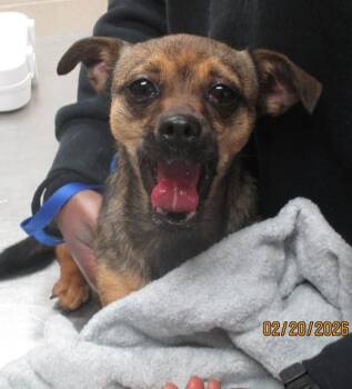 Chihuahua Dogs Available for Adoption - (206) | PetCurious