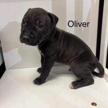 Pit Bull Terrier Dogs Available for Adoption in Jefferson City, Tennessee - Oliver | PetCurious