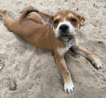 Chihuahua and Boston Terrier Dogs Available for Adoption - Nars | PetCurious