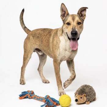 Scooby -  Cattle Dog and Beagle Dog for Adoption in Seguin, Texas - Scooby | PetCurious
