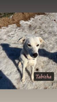 Great Pyrenees Dogs Available for Adoption - Tabitha | PetCurious